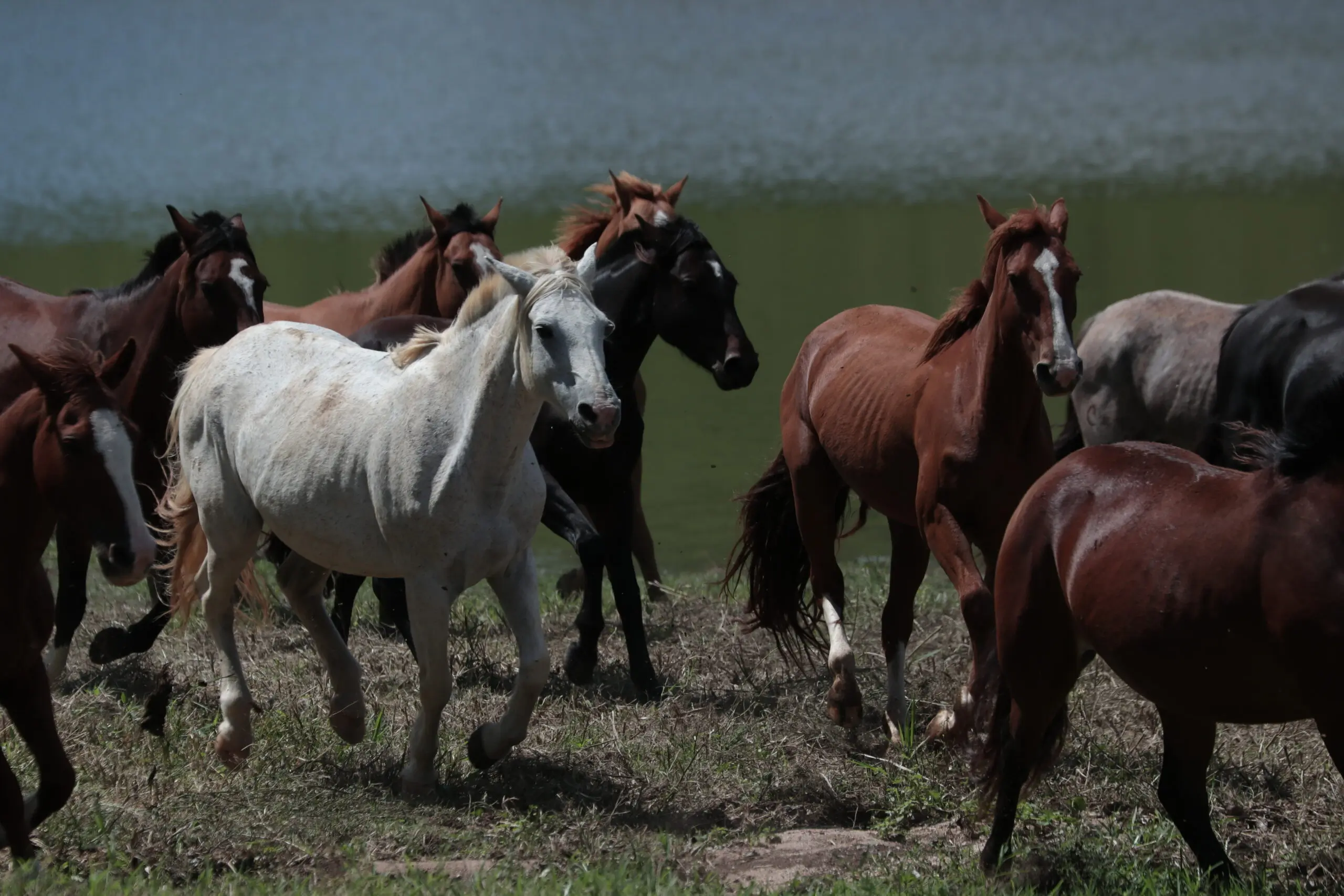 Cresce demanda por cavalo Crioulo