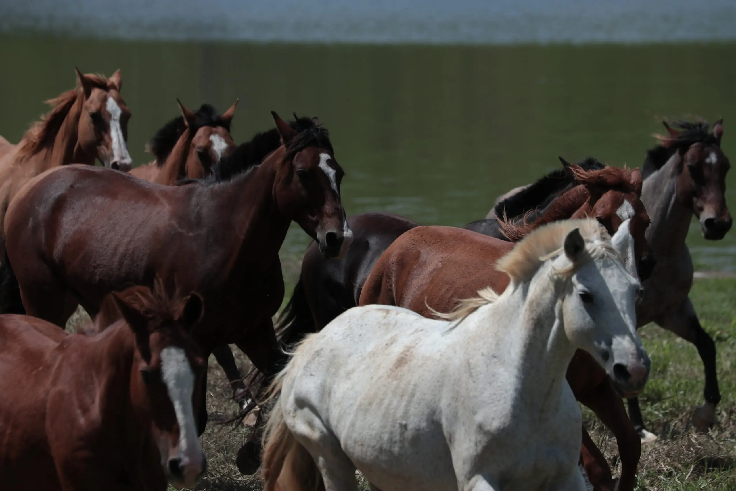 Cavalo crioulo