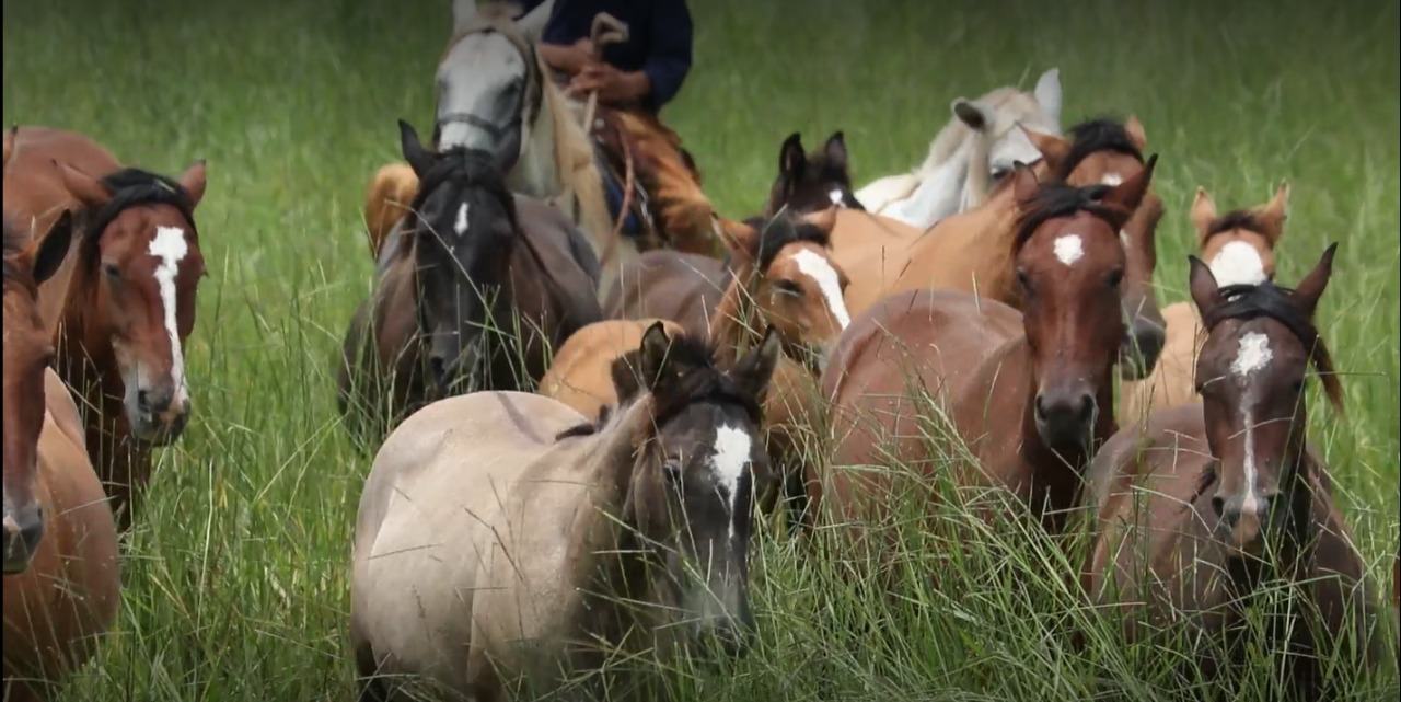 Cavalo Crioulo